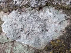 Lecanora campestris