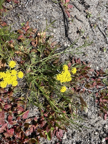 iNaturalist observation photo of Foothill desert-parsley