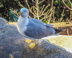 Larus michahellis
