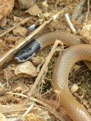 Rhynchocalamus melanocephalus