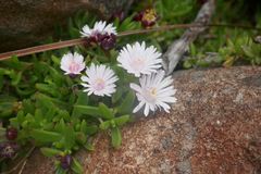 Delosperma grantiae