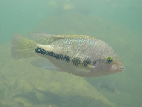 Blackstripe Cichlid