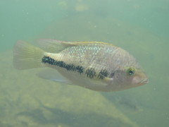 Blackstripe Cichlid photo 5