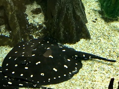 Potamotrygon leopoldi