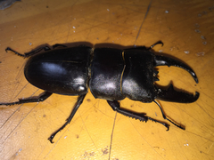 Serrognathus titanus platymelus