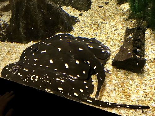Potamotrygon leopoldi