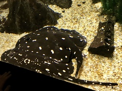 Potamotrygon leopoldi