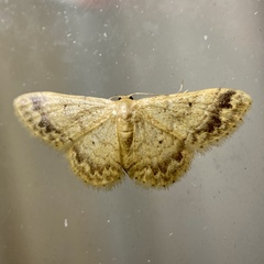 Idaea elaphrodes