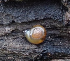 Aegopinella nitidula