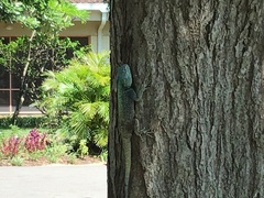 Acanthocercus atricollis