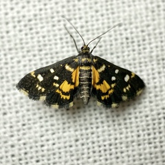 Diathrausta ochreipennis