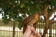 Automolus ochrolaemus