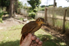 Automolus ochrolaemus