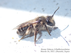 Andrena