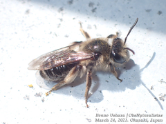 Andrena