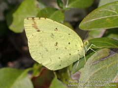 Eurema mandarina