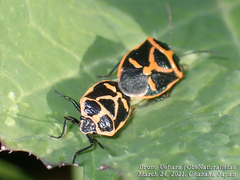 Eurydema gebleri