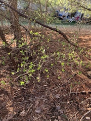 Dirca palustris