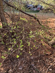 Dirca palustris