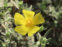 Cistus lasianthus