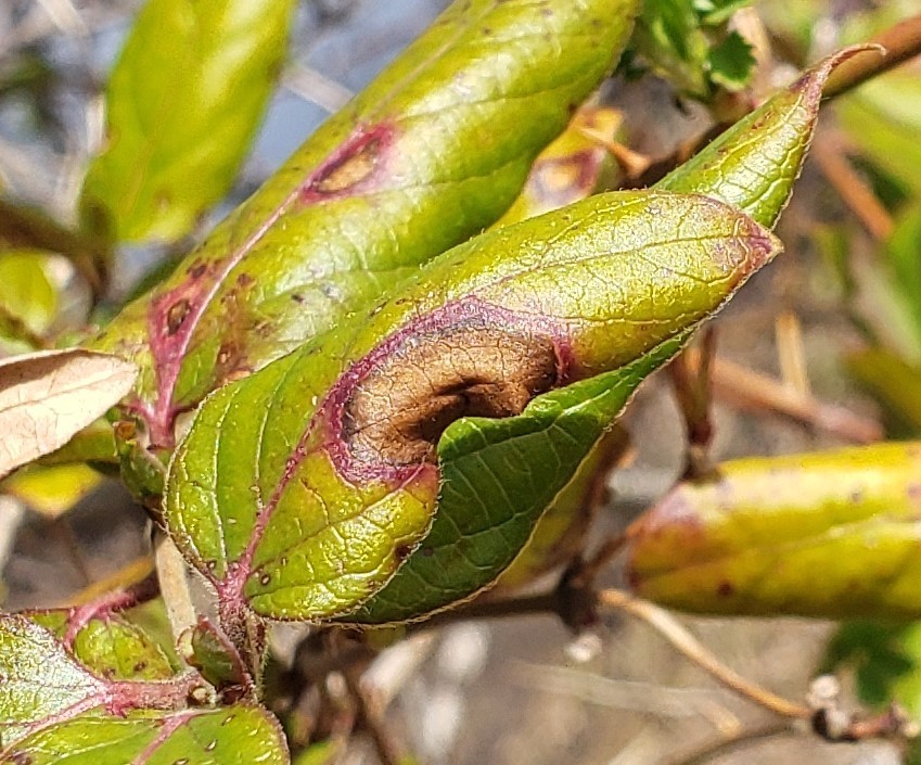 Honeysuckle Leaf Blight from Queen Anne's County, MD, USA on March 23