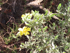 Cistus lasianthus