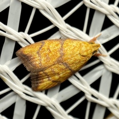 Pycnozancla acribes