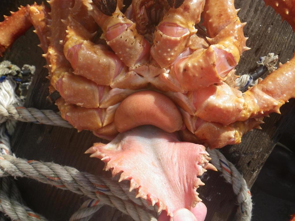 Briarosaccus auratum
