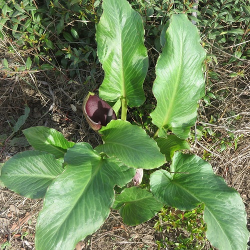 Arum pictum (Arum pictum)