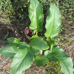 Arum pictum