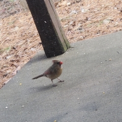Cardinalis cardinalis