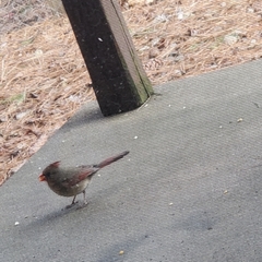 Cardinalis cardinalis
