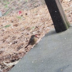 Cardinalis cardinalis