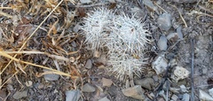 Mammillaria parkinsonii