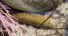 Lithothrix aspergillum