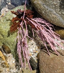 Lithothrix aspergillum