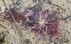 Lithothrix aspergillum