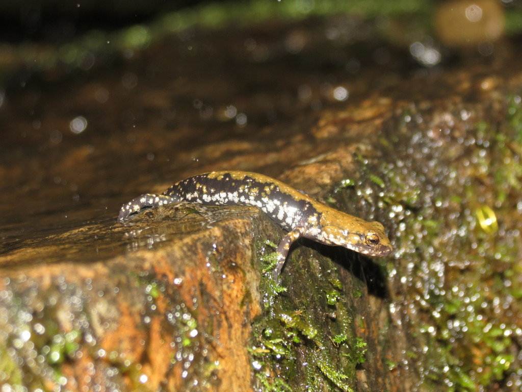 Pigeon Mountain Salamander