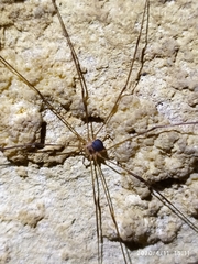 Amilenus aurantiacus