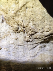 Amilenus aurantiacus