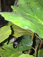 Carabus goryi