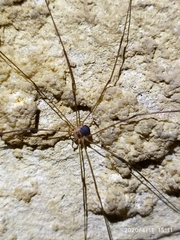Amilenus aurantiacus