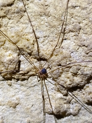 Amilenus aurantiacus