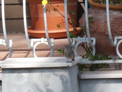 Phoenicurus ochruros