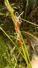 Ficinia angustifolia
