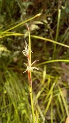 Ficinia angustifolia
