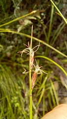 Ficinia angustifolia