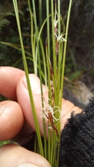 Ficinia angustifolia