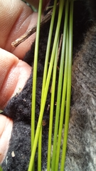 Ficinia angustifolia
