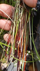 Ficinia angustifolia